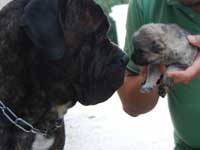 cucciolo di cane paratore